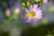 Close up of a purple aster, against background with space for text, in the garden