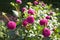 Close up of purple asteraceae dahlia \\\