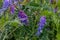 Close up of purple BAIKAL SKULLCAP flowers with green flowers in the background on a spring day