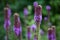 Close Up of Purple Blazing Star also known as Gayfeather, Liatris spicata, Blooming in Selective Focus with More of the Perennial