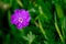 Close-up of a purple Blood-red geranium flower in a garden covered in dew