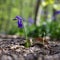 A close up of a purple blooming bluebells in springtime and bokeh in the Hallerbos in Halle near Brussels