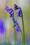 A close up of a purple blooming bluebells in springtime and bokeh in the Hallerbos in Halle near Brussels