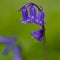 A close up of a purple blooming bluebells in springtime and bokeh in the Hallerbos in Halle near Brussels