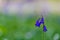 A close up of a purple blooming bluebells in springtime and bokeh in the Hallerbos in Halle near Brussels