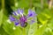 Close up of purple blossom of centaurea montana mountain cornflower