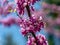 Close-up of purple blossom of Eastern Redbud, or Eastern Redbud Cercis canadensis in spring sunny garden