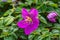 Close up purple blossom flower name Spanish Shawl or Trailing Glory Flower.Heterocentron elegans,pinklady