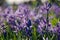 Close up of purple- blue camas lilies in the evening spring light