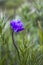 Close Up Purple Blue Dicks Flower in Green Grasses