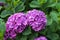 Close up of purple and blue flowering hydrangeas