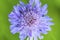 Close up purple, blue wildlife flower Knautia arvensis