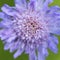 Close up purple, blue wildlife flower Knautia arvensis