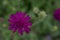 Close up purple, blue wildlife flower Knautia arvensis