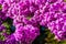 Close up of purple Bougainvillea.
