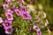 Close up of purple Calibrachoa flowers in a hanging basket, also known as Million Bells or trailing mini petunia.