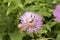 close-up: purple centaurea with a bee collecting honey dew