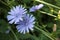 Close-up of purple chicory flowers. Medicinal herb on the summer meadow.