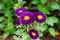 Close up of purple Chinese aster with green leaves