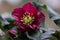 Close-up of a purple Christmas rose Helleborus niger