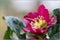 Close-up of a purple Christmas rose Helleborus niger