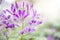 Close up purple Cleome hassleriana flower background