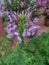 Close up purple Cleome hassleriana flower or spider flower in a garden.Commonly known as spider plant, pink queen, or Grandfather`