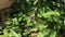 Close up of a purple color flax lilies fruit with a few buds and stems