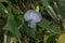 Close up of a purple color Winged bean flower in the garden