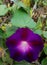 Close-up of a purple colored petunia