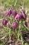 Close up of a purple colored snake's head flower, Fritillaria meleagris in spring garden.