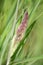 Close-up of the purple-coloured flowerhead of a wild grass