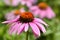 Close up purple coneflower