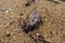 Close up of purple corals and plants with golden sand in background