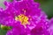 Close up Purple Crape myrtle or Crepe myrtle or Lagerstroemia speciosa blooms in the garden