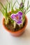 Close up of  purple crocus in bloom on window sill. Spring flowers, domestic gardening