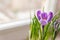 Close up of  purple crocus in bloom on window sill. Spring flowers, domestic gardening