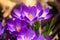 Close-up of purple crocus flower in a forest in early spring