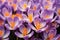 Close up of purple crocus flowers with orange pistil and stamens Arlington, Massachusetts.GenerativeAI.