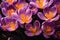 Close up of purple crocus flowers with orange pistil and stamens Arlington, Massachusetts.GenerativeAI.