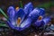 A close up of purple crocus flowers with raindrops on the ground Generative AI