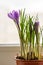 Close up of  purple crocus in plastic pot on window sill. Spring flowers, domestic gardening