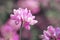 Close up of a Purple Crown Vetch flower