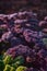 Close Up of Purple Curly Kale Growing in a Garden in Scotland