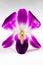 Close Up of Purple Dendrobium Orchid