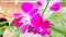 Close Up Purple Dendrobium Orchid Flowers