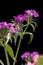 Close up of purple dianthus.