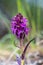 Close up of a purple European marsh orchid in bloom