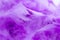 Close Up purple feather .Image use for background texture, abstract.