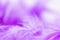 Close Up purple feather .Image use for background texture, abstract, wing of animal.